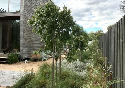 Modern Native Garden – King's Landscaping Modern Australian Garden, Landscaping Garden Ideas, Sustainable Garden Design, Australian Garden Design, Australian Native Garden, Contemporary Garden Design, Australian Garden, Landscaping Garden, Modern Garden Design