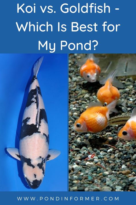 Guide to the differences between koi & goldfish, including maintenance requirements, size, lifespan, and more. Koi Fish Care, Goldfish Breeding, Indoor Pond, Lilly Pond, Goldfish Pond, Building A Pond, Fish Varieties, Backyard Pond, Outdoor Water Features