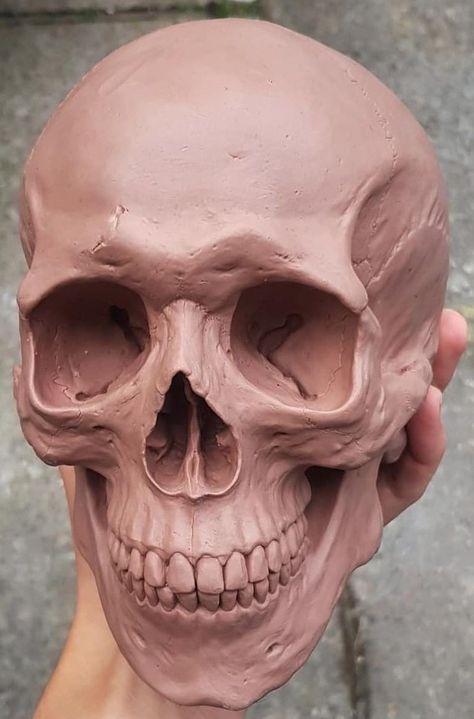 Skull References, Clay Skull, Skull Anatomy, Skull Reference, Anatomy Sculpture, Sculpture Art Clay, Human Anatomy Art, Tanah Liat, Keramik Design