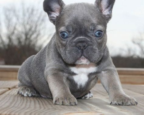 Bulldog Francese, French Bulldog Puppies, Bulldog Puppies, Bologna, French Bulldog, Sofia, Bulldog, Puppies, Dogs