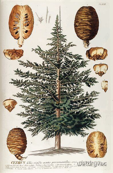 Pseudotsuga Menziesii, Wellcome Collection, Wood Block Printing, Giclee Painting, Leaf Coloring, Plant Species, Cedar Wood, Douglas Fir, Tree Print