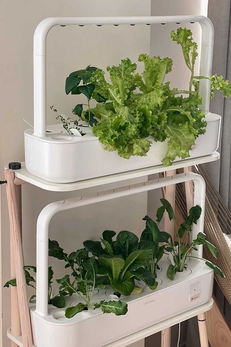 How to Make Your Own Aerogarden Replacement Pods Indoor Salad Garden, Apartment Vegetable Garden, Growing Lettuce Indoors, Click And Grow, Hydroponic Lettuce, Types Of Lettuce, Cherry Tomato Plant, Tomato Seedlings, Growing Lettuce