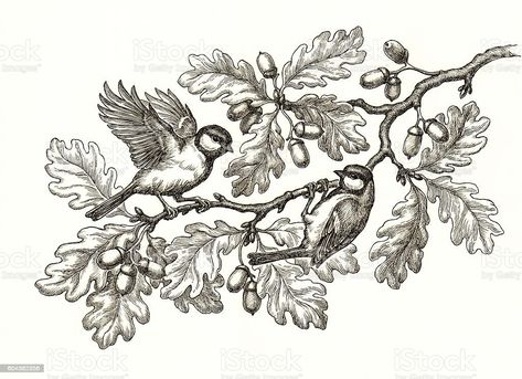 Oak Branch Drawing, White Bird Drawing, Holly Branch Drawing, Titmouse Tattoo, Drawing Branches, Oak Tree Branch Tattoo, Natural Tattoos, Old Botanical Illustration, Oak Leaf Tattoos