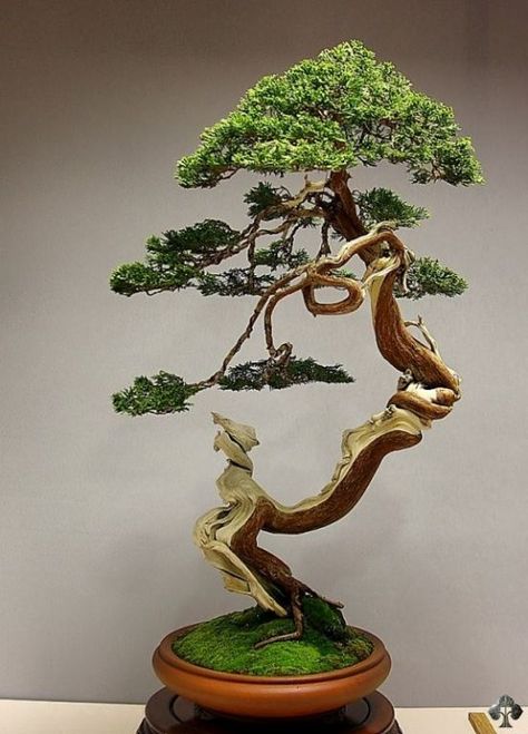 MUST FIGURE OUT HOW TO GET INTO BONSAI WITHOUT GOING BROKE OR KILLING THE PLANTS!  Juniper Bonsai by Jose Luis Blasco Paz Art Floral Japonais, Juniper Bonsai, Bonsai Styles, Japanese Bonsai, Indoor Bonsai, Bonsai Art, Miniature Trees, Bonsai Plants, Bonsai Garden