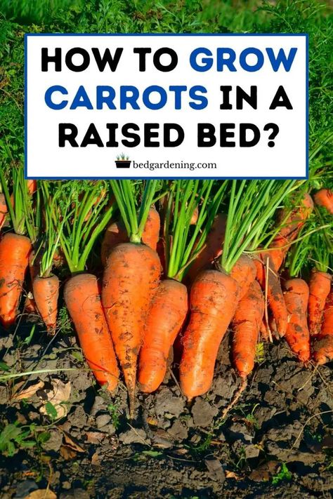 HOW TO GROW CARROTS IN A RAISED BED? – Bed Gardening Plant Carrots, Grow Carrots, Canned Carrots, How To Plant Carrots, Carrot Gardening, Growing Carrots, Container Vegetables, Grow Food, Growing Veggies