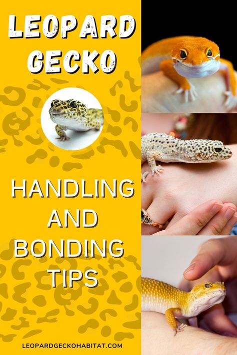 Leopard Geckos - Handling and Bonding tips. Got a new leopard gecko and wonding how to tame it? We have a few simple leopard gecko handling tips to help you tame your gecko so you and your new reptile pal bond and become friends. Get the best leopard gecko tips and tricks at the leopardgeckohabitat.com. Leopard Gecko Setup, Leopard Gecko Diy, Gecko Cage, Leopard Gecko Cute, Leopard Gecko Habitat, Leopard Gecko Tank, Leopard Gecko Care, Lizard Habitat, Gecko Habitat