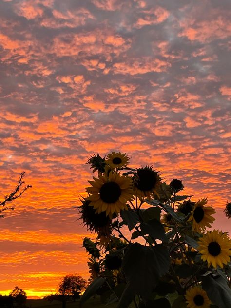 plant the seeds outside by the end of april🌱 or now inside🪴 #sunset #sunflower #seed #planting Sunset Sunflower, Seed Planting, Sunflower Sunset, Sunflower Seed, Planting, Sunny Days, The End, Sunflower, Iphone Wallpaper