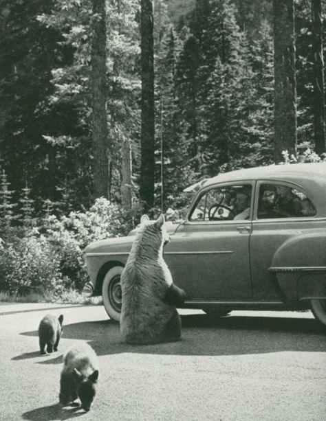 hello bear Yellowstone Park, Free Camping, Vintage Camping, Yellowstone National Park, Vintage Photo, Go Camping, Vintage Photographs, Vintage Travel, Old Pictures