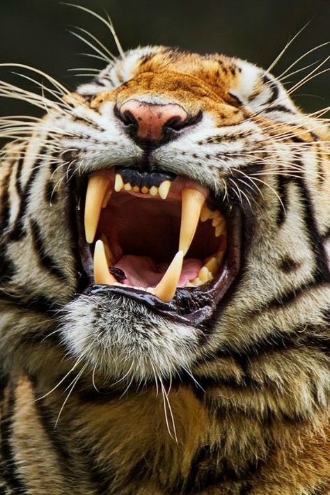 Growwll! - By: (Charliemagne Unggay)......... smiling Tiger :))))) Tiger Tooth, Gato Grande, Animal Teeth, Tiger Pictures, Wild Kingdom, Photo To Art, A Tiger, Large Cats, Leopards