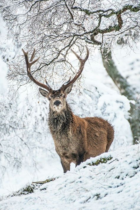 Deer Snow, Animals In Winter, Deer Photography, Regnul Animal, Deer Pictures, Deer Painting, Wildlife Pictures, This Is Christmas, Elk Hunting