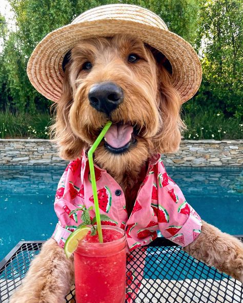 Dogs In Summer, Poppy Photos, Pampered Dogs, Preppy Dog, Dog Calendar, Dog Swimming, Hawaiian Lei, Photos With Dog, Family Pool