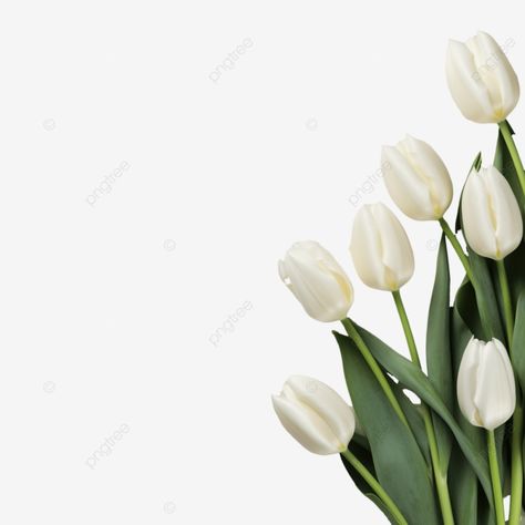 white tulip flowers on wooden table love romantic and valentine day holiday concept flower gift va Love Symbol, Gift Valentines Day, Love Romantic, Gift Flower, White Tulips, Gift Love, Tulips Flowers, Wooden Table, Love Symbols