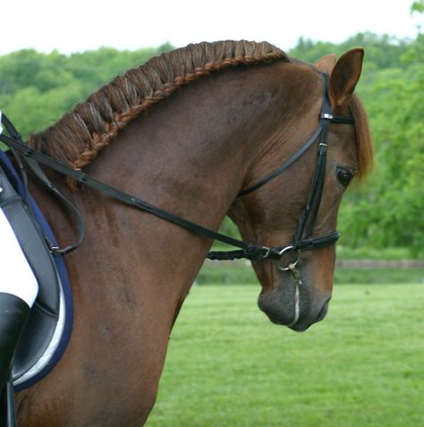 An elegant and perfect braid. Running Braid Horse, Horse Mane Braids, Horse Hair Braiding, Horse Braiding, Horse Tail, Horse Mane, Horse Grooming, Horse Tips, Horse Crazy