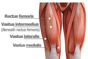 Quadriceps Anatomy, Neck Muscle Anatomy, Quadriceps Femoris, Hip Anatomy, Iliotibial Band, Human Muscle Anatomy, Quad Muscles, Knee Ligaments, Straight Leg Raise