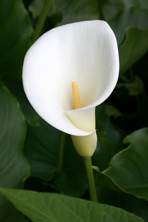 Calla lilly                                                       … Natural Geometry, Cala Lilly, Arum Lily, Calla Lily Flowers, Flower Image, Lily Painting, Gum Paste Flowers, Magical Garden, Rare Flowers