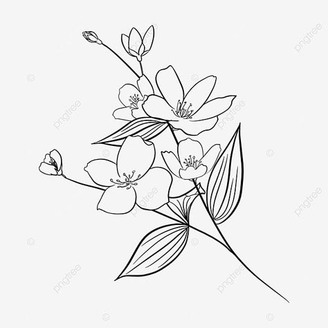 Flower Branch Drawing, Jasmine Flowers Drawing, Night Blooming Jasmine Drawing, Jasmine Doodle Flower, Jasmine Flower Drawing Art, Jasmine Flower Line Art, Jasmine Drawing, Pencil Plant, Rat Drawing