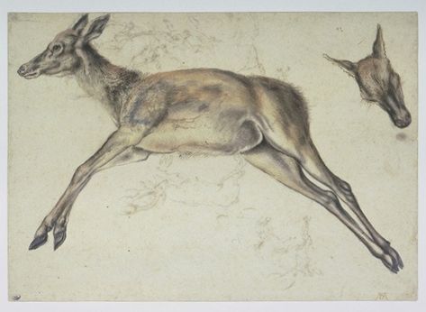 Dead Animal Drawing, Dear Animal, Cranach The Elder, Louvre Palace, Lucas Cranach, Hunt Scene, Master Drawing, Albrecht Dürer, Animal Study