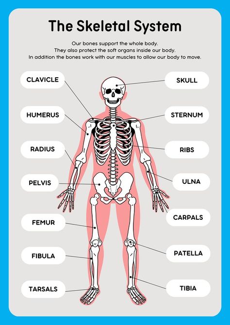 Learning the bone names of the human skeleton vocabulary is essential for anyone studying anatomy or working in healthcare. This guide will help you master the key terms and enhance your understanding of skeletal structures. Here is a comprehensive list of all 206 human skeleton bones, arranged according to where they are in the body: Skull (22 bones) Frontal bone Parietal bones (2) Temporal bones (2) Occipital bone Sphenoid bone Ethmoid bone Nasal bones (2) Maxillae (2) Zygomatic bones (2) Skeleton Bones Anatomy, Human Body All Bones Name, Bones In The Body Human Anatomy, How To Learn The Human Bones, Body Bones Anatomy, Skeleton Names Of Bones, 206 Bones Human Skeleton, Bones Of The Body Anatomy, Arm Bones Anatomy