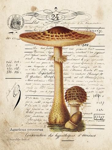 size: 12x9in Art Print: Mushroom I by Gwendolyn Babbitt : Travel Vintage Mushroom, Scrapbook Printables, Mushroom Art, Vintage Stamps, Fine Arts Posters, Aesthetic Stickers, High Quality Art Prints, Find Art, Custom Framing