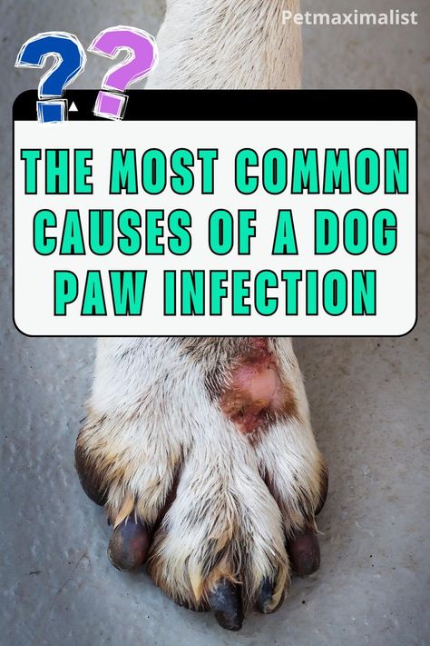 Dog Paw Infection Dog Paw Moisturizer, Long Toenails, Infection Prevention, Inflammation Causes, Vet Clinics, Paw Pads, Bacterial Infection, Fungal Infection, Dog Paw