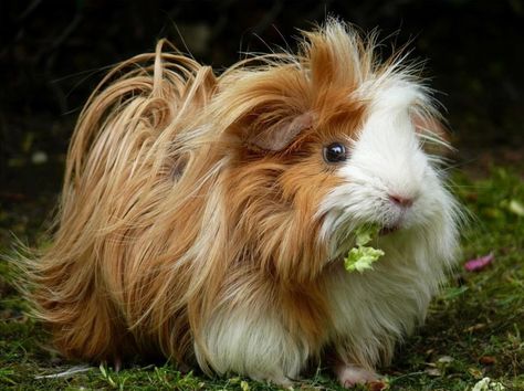 Peruvian Guinea Pig, Pet Rabbit Care, Guinea Pig House, Baby Guinea Pigs, Pig Pictures, Guinea Pig Bedding, Guinea Pig Care, Cute Guinea Pigs, Cute Piggies