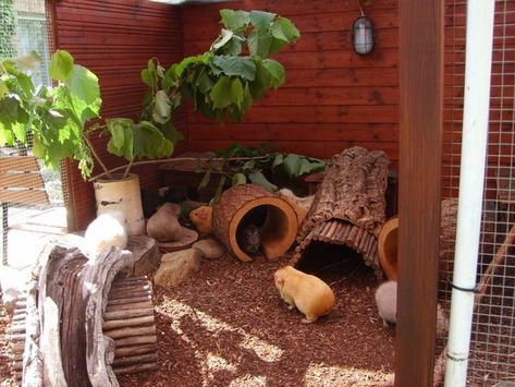 Guinea Pig Enclosures | guinea pig outdoor enclosure for playtime on ... | Pet Enclosure / Ca ... Guinea Pig Cage Ideas Outdoor, Outdoor Guinea Pig Habitat, Guenia Pig Cages Ideas, Diy Guinea Pig Hideout, Guniea Pig Outdoor Cage, Gunipig Cage, Pig Habitat, Guinea Pig Run, Guenia Pig Cages