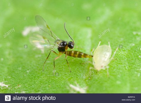 Parasitic wasp Aphidius colemani stinging green peach aphid Stock Photo, Royalty Free Image: 18963368 - Alamy Parasitic Wasp, Farm Tattoo, Insect Species, Rid Of Ants, Get Rid Of Ants, Ant Farms, Cat Quotes, Wasp, Free Image