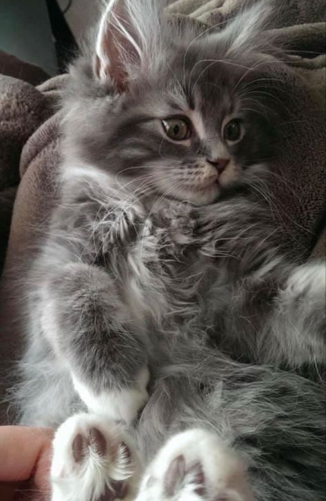 #pamelaannabelleartist photography Tabby Kitten, Atticus, Cute Cats And Kittens, Pretty Cats, Tabby Cat, Maine Coon, Cute Little Animals, Beautiful Cats