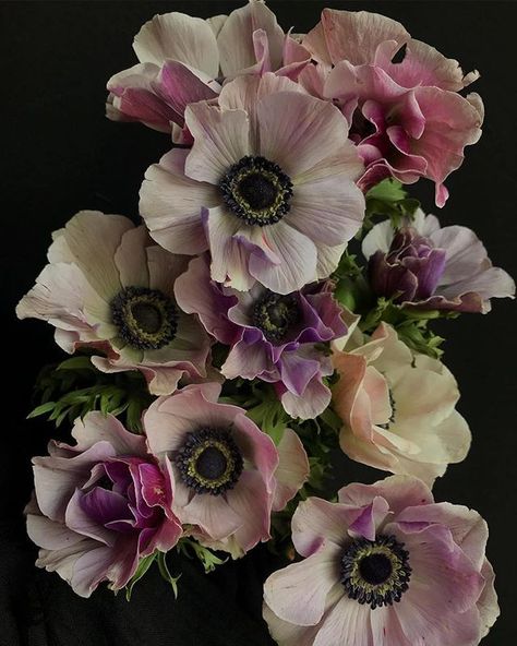 asrai garden on Instagram: “MOTHER'S DAY is May 10th and we are excited to announce we have sourced, in limited availabiltiy, some extremely beautiful flowers! visit…” Asrai Garden, Lavender And Roses, Fleur Aesthetic, Flowers On Black Background, Flowers Tea, Anemone Flower, Flora Fauna, Flower Therapy, Floral Photography