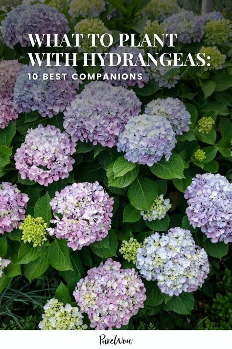 What to Plant with Hydrangeas: 10 Best Companion Plants to Try Country Garden Plants, Peonies And Hydrangeas Garden, Hydrangea In Flower Bed, Flower Bed Hydrangea, What To Plant Around Hydrangeas, Hydrangea Along House, Landscape With Hydrangea Front Yards, Landscaping Ideas With Hydrangeas, Roses And Hydrangeas Garden