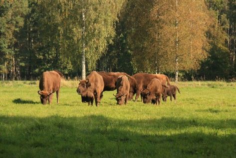 BISON PADDOCK OF PASILIAI Panevezys, Lithuania You can see with your own eyes the Lithuanian aurochs – the largest European wild animals included in the Red Book – if you go to Panevezys surroundings. Just a century ago, it was thought that these animals are extinct, but thanks to big enthusiasm their population has been restored. #lithuaniatourism #lithuaniatravel #lithuaniatours #lithuaniatrip #lithuaniavacations #lithuaniatourpackages #wanderlust #doyoutravel #goexplore #wonderfulplaces The Red Book, Lithuania Travel, Red Books, Tour Packages, Wild Animals, Plan Your Trip, Lithuania, Wonderful Places, Animals Wild