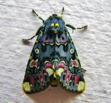 Lily moth Animals Tattoo, Moth Caterpillar, Moths And Butterflies, Beautiful Bugs, Creepy Crawlies, Arthropods, Bugs And Insects, Arachnids, Beetles