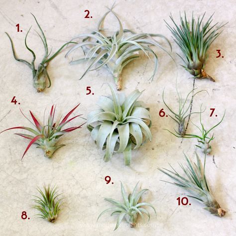 airplant samples Types Of Air Plants, Air Plants Diy, Air Plant Garden, Air Plants Decor, Air Plants Care, Air Plant Display, Air Plant Terrarium, Tillandsia Air Plant, Indoor Plant Care