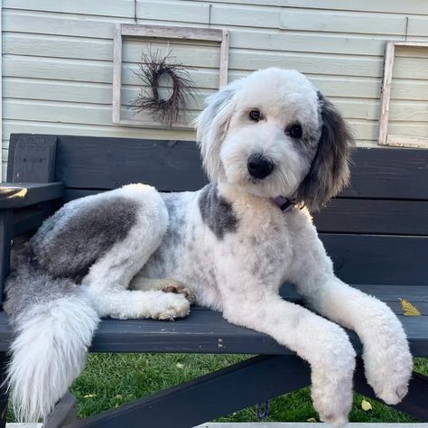 Shaved Bernedoodle, Sheepadoodle Summer Haircut, Pyredoodle Haircuts, Doodle Haircut Styles Short, Short Doodle Cuts, Summer Doodle Haircut, Doodle Summer Cut, Sheepadoodle Haircut Styles, Doodle Summer Haircut