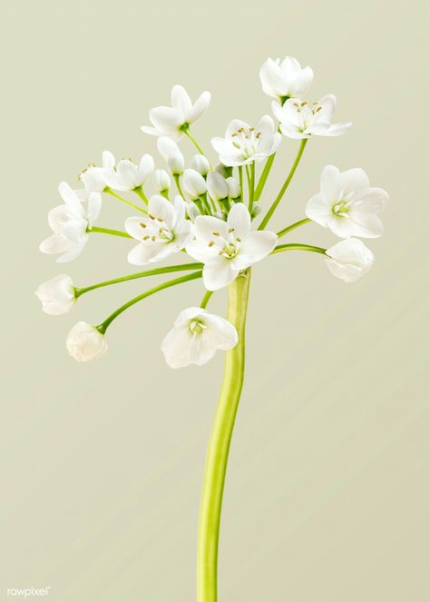 Natural white Allium Neapolitanum flower | premium image by rawpixel.com / Teddy Rawpixel Allium Neapolitanum, White Allium, Meghan Wedding, Allium Flowers, Html Color Codes, Spring Pastels, Desert Sunset, Color Codes, Best Stocks