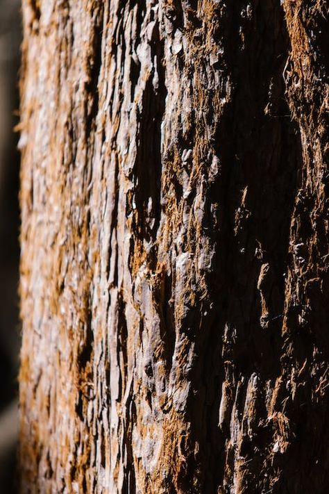 Tree Trunk Photography, Tree Close Up, Log Photography, Trees Photography, Sequoia Tree, Close Up Photography, Tree Trunks, Tree Photography, Natural Texture