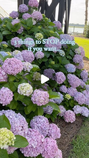 Marissa Lynn Fidler on Instagram: "Top 3 mistakes to avoid if you want show stopping hydrangeas!! 👇🏻  SAVE this post and follow @fidlinaroundhome for more home + garden tips + inspo 💙  🪴 Improper Pruning: Different types of hydrangeas require different types of pruning! For example, bigleaf hydrangeas bloom on old wood, so prune after they finish flowering. However, panicle hydrangeas bloom on new wood and should be pruned in late winter or early spring!  💦 Incorrect Watering: Hydrangeas need really moist soil, especially in their first year of growth. But overwatering (or not watering enough) can both cause stress to the plant. SO! Aim for deep, infrequent watering rather than shallow, frequent watering to encourage strong root development 🙌🏻  ☀️ Wrong Plant Location: Hydrangeas ne Watering Hydrangeas, Year Of Growth, Big Leaf Hydrangea, Types Of Hydrangeas, Panicle Hydrangea, Hydrangea Bloom, Late Winter, Garden Tips, Old Wood