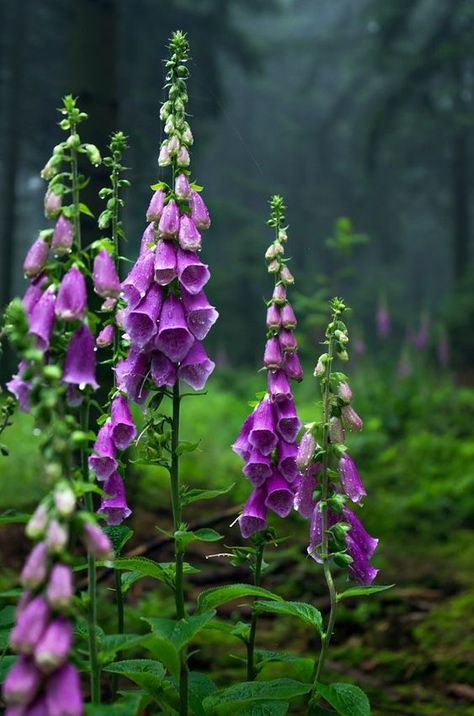 Foxgloves in the forest by Jotamy Foxglove Flower, Fox Glove, Witchy Garden, Pretty Flowers Pictures, Texas Gardening, Hedge Witch, Flower Skull, Fairy Land, Orchid Flower