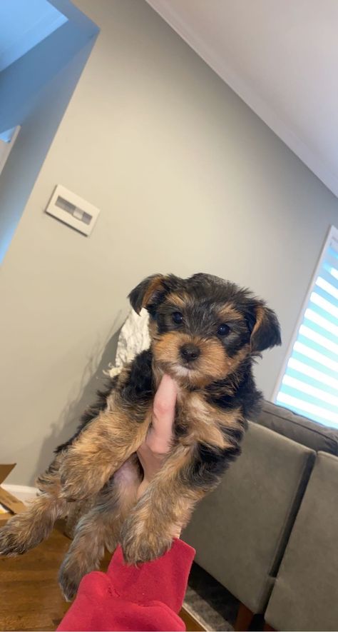 Cute Yorkie Puppies, Yorkiepoo Full Grown, Yorkshire Aesthetic, Black Yorkie Poo, Male Yorkie, Yorkie For Sale, Yorkshire Puppies, Dream Puppy, Yorkie Puppies For Sale