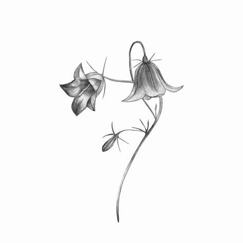 Chilean Bellflower Tattoo, Campanula Tattoo, Bellflower Tattoo, Ma Tattoo, City Tattoo, Cute Tiny Tattoos, Lily Tattoo, Line Art Tattoos, Ink Wash