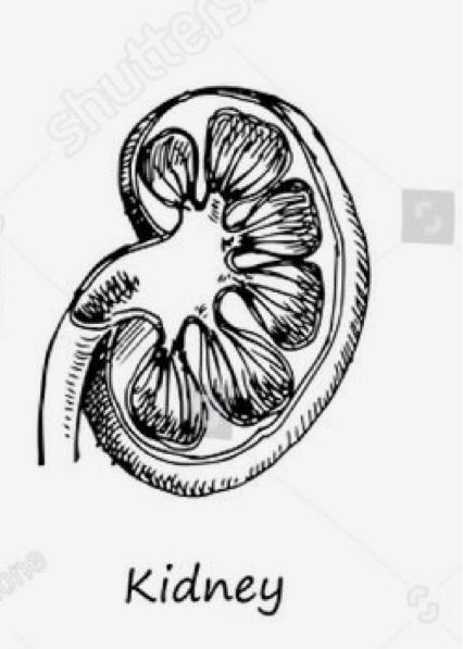 Kidney Sketch, Kidney Tattoo Design, Kidney Tattoo, Kidney Tumor, Tat Ideas, Tattoo Ideas Design, Tattoo Design, Tatting, Tattoo Ideas