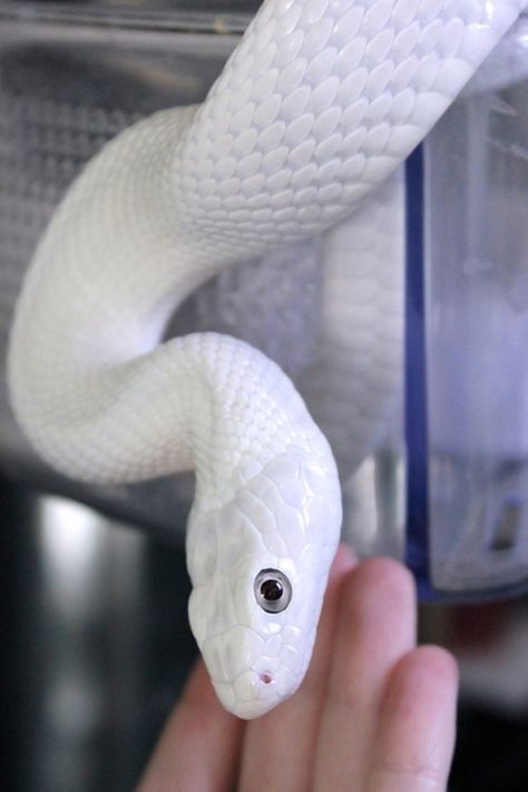 s n a k e (Porcelain snake Albino Corn snake) Python Royal, Snake Photos, Cool Snakes, Rat Snake, Pretty Snakes, Albino Animals, Corn Snake, Cute Reptiles, Cute Snake