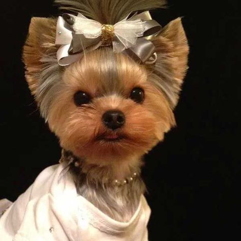 Yorkie Puppy Haircuts, Yorkie Hair, Yorkie Cuts, Yorkie Hairstyles, Puppy Haircut, Yorkie Haircuts, Yorkshire Terrier Haircut, Top Dog Breeds, Puppy Cut