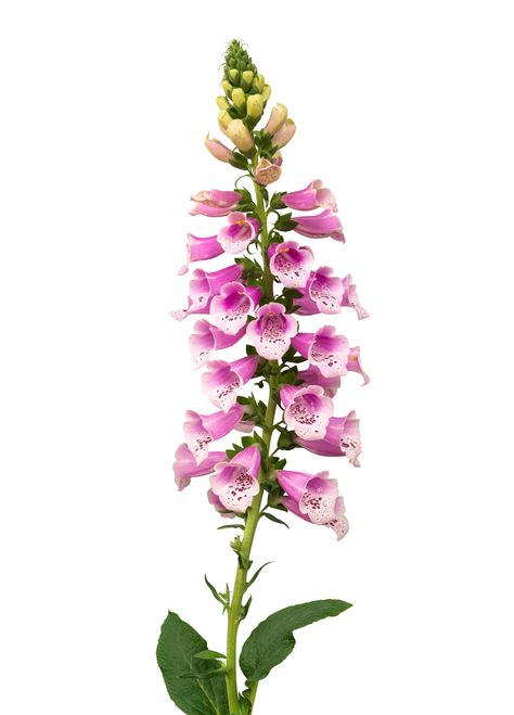 Foxgloves Painting, Foxglove Illustration, Adalyn Grace, Poisonous Flowers, Periwinkle Plant, Foxglove Plant, Foxglove Flower, Fox Glove, Low White Blood Cells