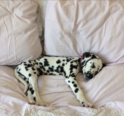 Aesthetic Dogs, Inspiration Instagram, Cute Little Animals, 귀여운 동물, Cuteness Overload, Dalmatian, Animals Friends, Puppy Love