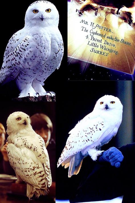 Hedwig Edwige Harry Potter, Harry Potter And Hedwig, Harry Potter Tattoo Sleeve, Harry Potter Play, Harry Potter 6, Harry Potter Owl, Harry Potter Painting, Harry Potter Hedwig, Harry Potter Poster