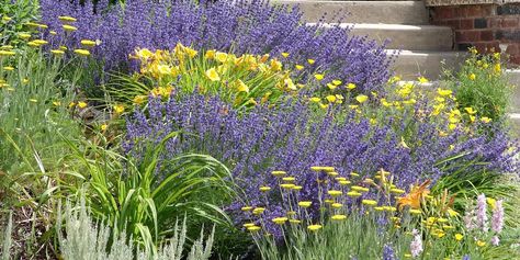 Spirea Companion Planting - GFL Outdoors Bridal Wreath Spirea Landscaping, Spirea Companion Plants, Russian Sage Companion Plants, Goldmound Spirea, Spirea Plant, Bed Plants, Spirea Bush, Colorado Landscaping, Spirea Shrub