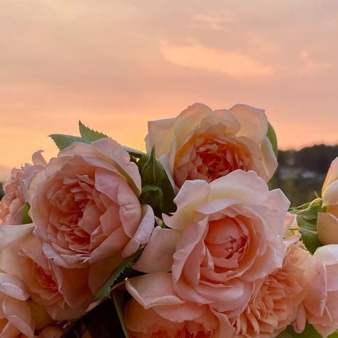 Lifestyle Images, Sunset Rose, Pink Images, Rose Stem, Patio Dining Table, David Austin, Garden Roses, Gorgeous Gardens, Patio Dining