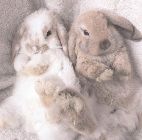 Chanelle Core, Ansley Core, Light Brown Bunny, Us Core, Two Bunnies, Pet Bunny Rabbits, Cute Bunny Pictures, Bunny Drawing