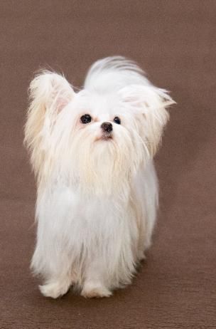 Maltese Dogs Grooming, Miki Dog, Shih Tzu Maltese Mix, Maltese Dogs Haircuts, Dogs Big, Big Hearts, Dog Haircuts, Maltese Dogs, Rare Breed